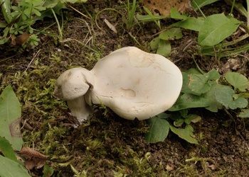 Mehl-Räsling (Clitopilus prunulus) - © Michaela und Gernot Friebes